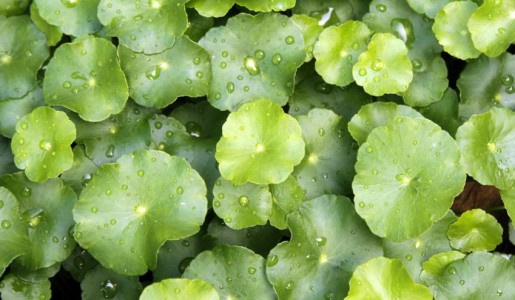 Cómo tomar centella asiática