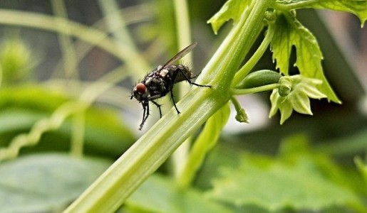 Cómo evitar que las moscas entren en casa