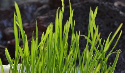 Cuáles son las propiedades de la hierba de trigo