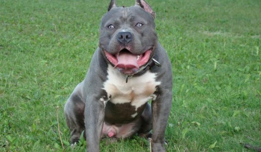 Cómo cuidar un american bully