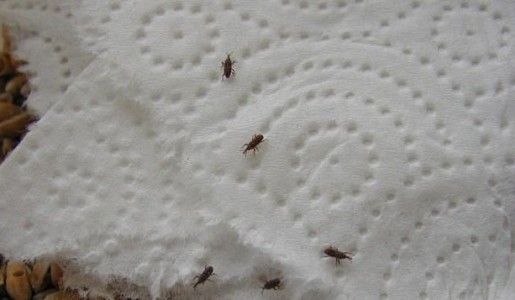 Cómo evitar los gorgojos