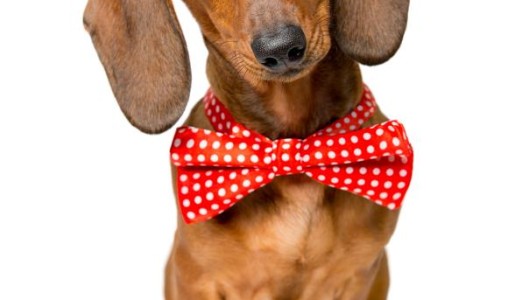 Cómo cuidar a un dachshund o salchicha