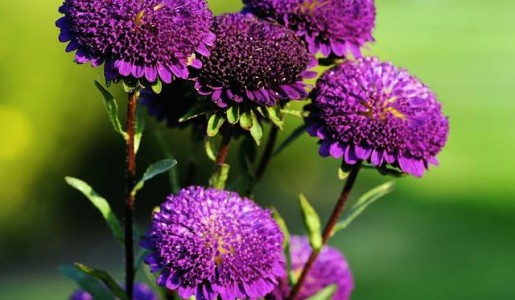 Cómo regar las plantas si me voy de vacaciones