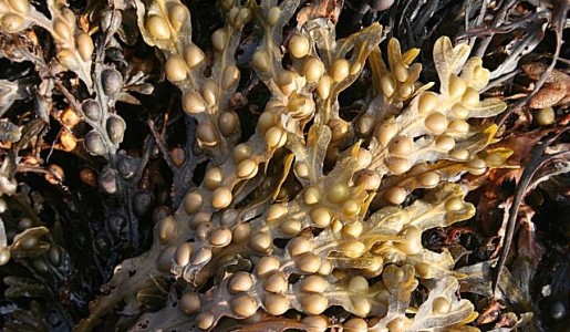 Propiedades del fucus