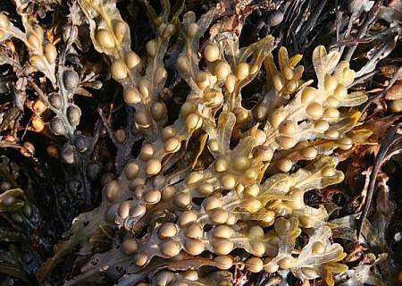 Propiedades del fucus