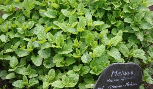 Cómo plantar melisa