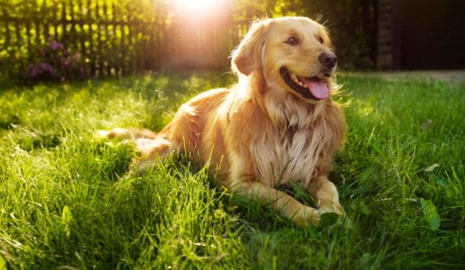Cuáles son los perros menos agresivos