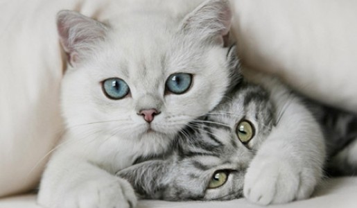 ¿Cómo evitar las bolas de pelo en tu gato?