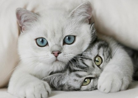 ¿Cómo evitar las bolas de pelo en tu gato?