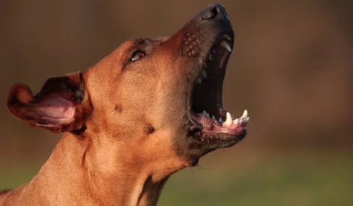 ¿Cómo solucionar el ladrido excesivo en los perros?