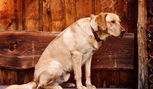 Cómo tratar a un perro con artrosis