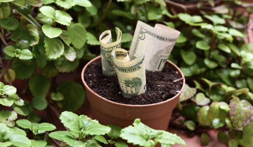 Hogar: Plantas para atraer dinero