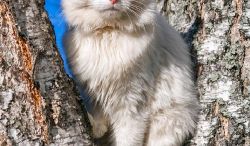 Cómo cuidar un gato angora