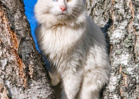 Cómo cuidar un gato angora
