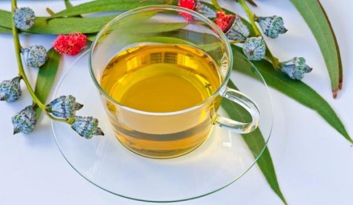 Plantas medicinales para la tos