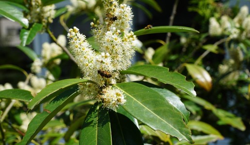Cómo cuidar el laurel