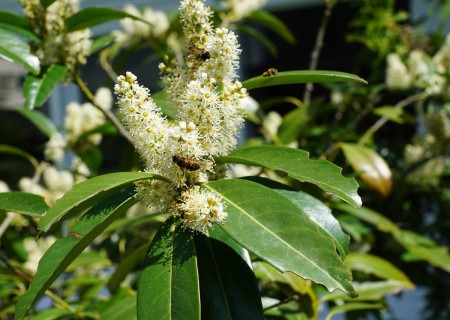 Cómo cuidar el laurel