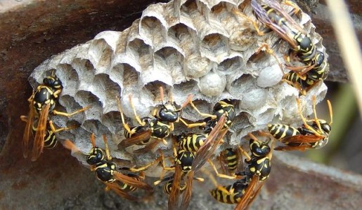 Cómo ahuyentar avispas