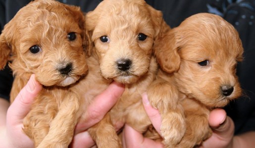 Cómo elegir un perro de una camada