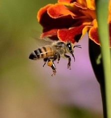 Cmo evitar picaduras de abejas y avispas
