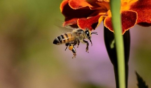 Cmo evitar picaduras de abejas y avispas