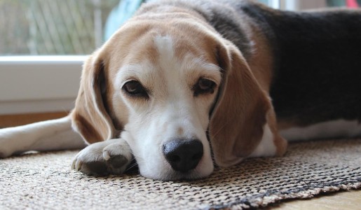 Remedios para la artrosis en perros