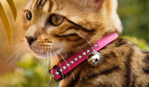 Qué hago con mi gato en vacaciones