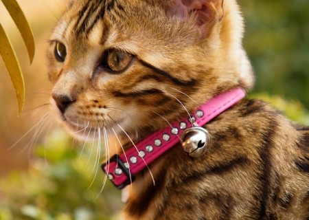 Qué hago con mi gato en vacaciones