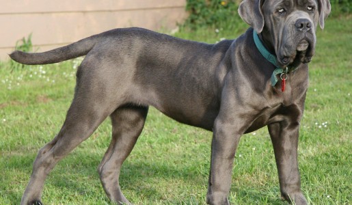 Cómo cuidar a un mastín napolitano