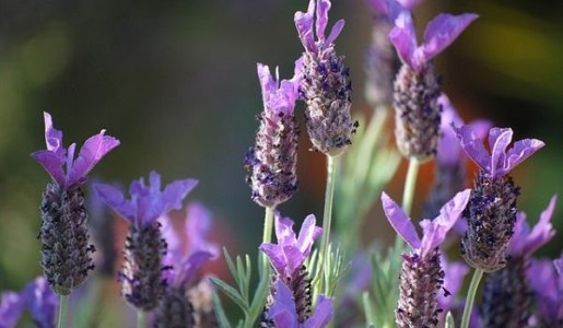 Plantas aromáticas de exterior