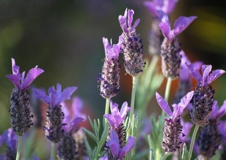 Plantas aromáticas de exterior