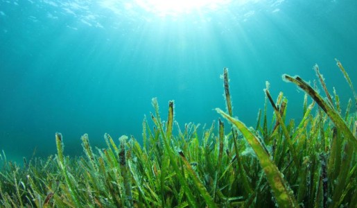 Propiedades de las algas marinas para la salud