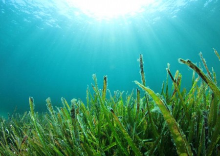 Propiedades de las algas marinas para la salud