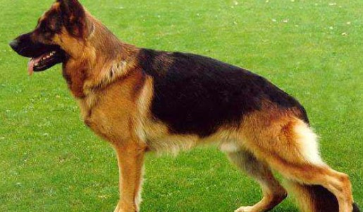 Escogiendo la mascota perfecta