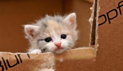 Cómo cuidar a un gato cachorro