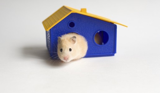 Cómo bañar a un hámster