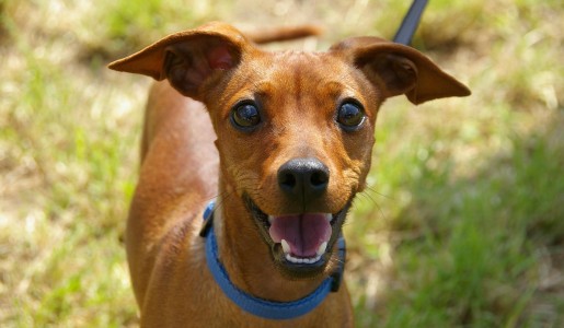 Animales: 6 trucos para combatir el mal aliento de tu perro