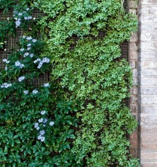 Cules son las mejores plantas para muros verdes