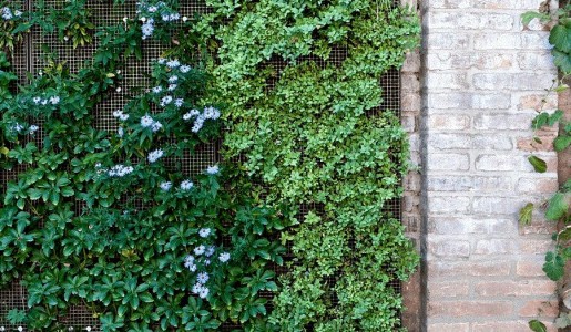Cuáles son las mejores plantas para muros verdes