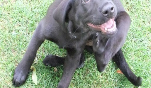 Cómo elegir el mejor desparasitador para perros