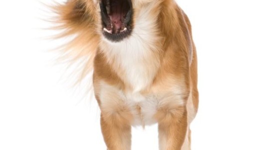 Cómo evitar que los perros ladren