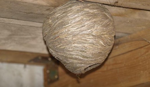 Cómo evitar que las avispas hagan nidos