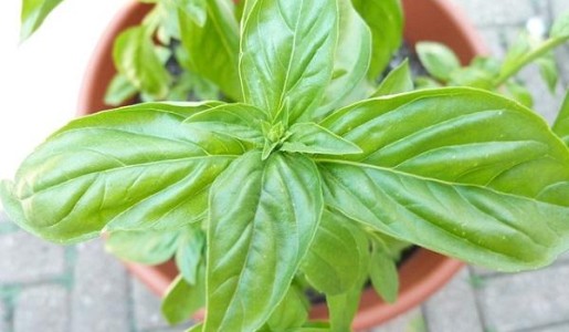 Plantas aromáticas de interior