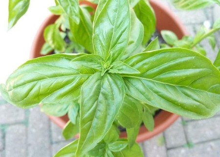 Plantas aromáticas de interior