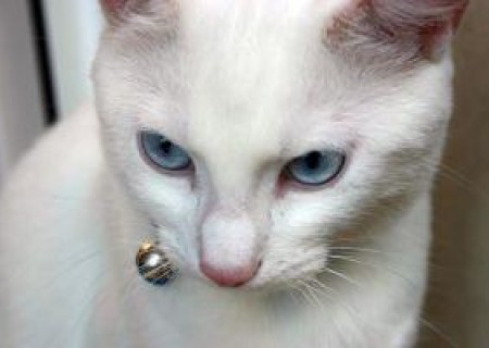 Cómo saber si mi gata está embarazada