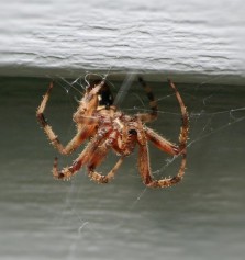 Cmo evitar que las araas entren a mi casa