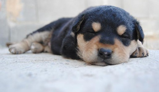 Animales: Por qué mi perro llora cuando duerme