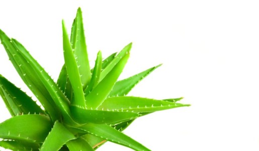 Contraindicaciones del aloe vera