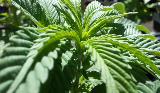 Cómo afecta la marihuana al cerebro