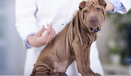 Por qu es importante vacunar a mi perro